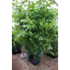 DWC OXYPOT 70L, Komplett hidroponikus rendszer 2 növény számára, 82x58,5xh38cm / 70L NUTRICULTURE
