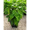 Kép 4/5 - DWC OXYPOT 19L, Komplett hidroponikus rendszer egy növény számára, 35x35xh38cm / 19L NUTRICULTURE 