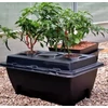 Kép 3/5 - DWC OXYPOT 70L, Komplett hidroponikus rendszer 2 növény számára, 82x58,5xh38cm / 70L NUTRICULTURE