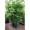 Kép 4/5 - DWC OXYPOT 70L, Komplett hidroponikus rendszer 2 növény számára, 82x58,5xh38cm / 70L NUTRICULTURE
