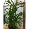 Kép 5/5 - DWC OXYPOT 70L, Komplett hidroponikus rendszer 2 növény számára, 82x58,5xh38cm / 70L NUTRICULTURE