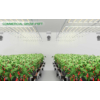 Mars Hydro FC-E 1000 W Költséghatékony LED grow light lámpa növénytermesztéshez