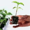 Kép 6/6 - Growth Technology Root Riot 24 kocka tálca - bio starter kockák magokhoz és dugványokhoz