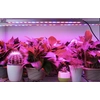 Herbgarden LED GROW lámpa növényeknek 36x3w 115 cm - teljes spektrum